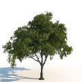 Healthy Arbor With Lush Green Foliage Strong Trunk And Natural Canopy