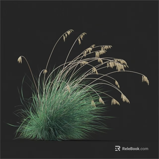 Ornamental Grass With Green Foliage And Graceful Arching Plumes For Garden Decoration 3d model 