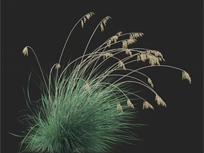 Ornamental Grass With Green Foliage And Graceful Arching Plumes For Garden Decoration 3d model