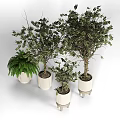 Bonsai Potted Plants with Leafy Trees and Fern in White Textured Cylindrical Pots