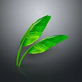 Fresh Green Herb Leaves as Natural Food Ingredient for Healthy Dishes