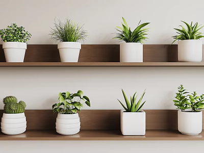 Collection Of Green Potted Plants In White Pots On Wooden Shelves 3d model