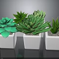 Various Green Succulent Plants in White Square Pots for Indoor Decor