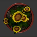 Beautiful Sunflowers In Red Pot With Green Leaves And Yellow Petals