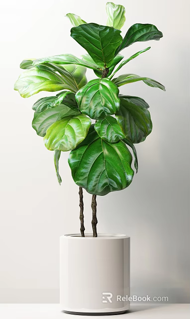 Indoor Bonsai Plant With Large Green Glossy Leaves And Twin Trunks 3d model 