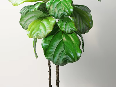 Indoor Bonsai Plant With Large Green Glossy Leaves And Twin Trunks 3d model
