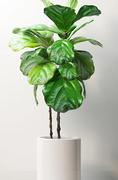 Indoor Bonsai Plant With Large Green Glossy Leaves And Twin Trunks 3d model