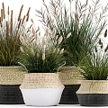 Stylish Potted Bonsai Plants in Woven Black and White Baskets with Grass Like Leaves