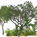 The Lush Arbor with Dense Foliage in Garden Featuring Palm Trees and Green Shrubs