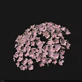 Light Purple Hydrangea Bloom With Dense Soft Colored Flowers On Dark Background
