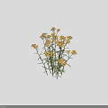 Bushy Garden Plant with Yellow Flowers Green Stems and Leaves Growing Up to 50 cm
