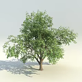 Vibrant Green Arbor With Lush Dense Foliage And Strong Brown Trunk