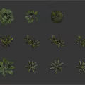 Tropical Palm Plants With Various Species Different Leaf Shapes Sizes And Heights For Decorative
