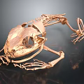 Detailed Golden Frog Skeleton Anatomical Model Featuring Organs And Hair Structures