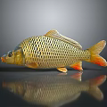 Golden Carp Aquatic Animal with Shiny Scales and Reflection on Gray Background