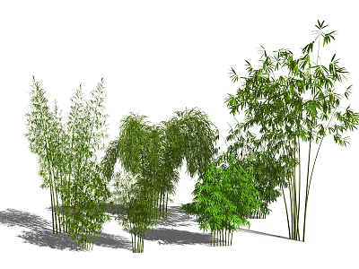 Different Bamboo Varieties With Lush Green Foliage Tall Stems And Diverse Growth Forms 3d model