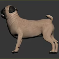 Light Brown Pug Standing with Wrinkled Skin and Black Ears on Grey Background Reflective Floor