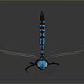 Detailed 3D Dragonfly Model With Blue Head Brown Body And Net Like Wings