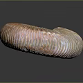 Polished Ammonite Fossil With Spiral Structure And Orange White Stripes