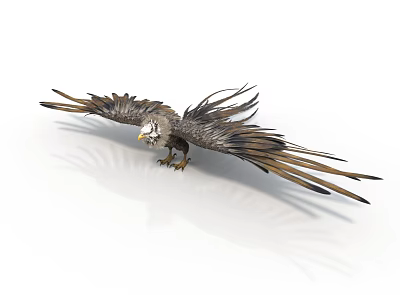 Realistic Eagle With Spread Wings And Detailed Feathers On White Background 3d model
