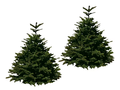 Two Healthy Evergreen Trees With Lush Green Foliage And Conical Shape 3d model