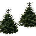 Two Healthy Evergreen Trees With Lush Green Foliage And Conical Shape