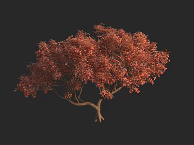 Vibrant Red Leaf Arbor With Lush Foliage And Spreading Branches On Dark Background 3d model