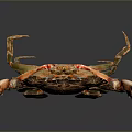 Vibrant Orange Crab With Textured Carapace Prominent Claws And Segmented Legs