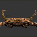 crab sea crab river crab hairy crab bread crab hermit crab big crab small crab marine animal fish 3d model