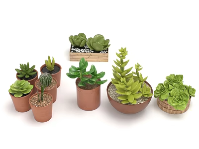 Diverse Succulent Plant Varieties in Ceramic Wooden and Woven Containers for Decor 3d model