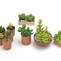 Diverse Succulent Plant Varieties in Ceramic Wooden and Woven Containers for Decor
