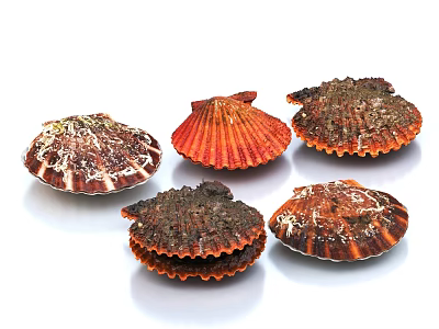 Aquatic Animals Showcasing Group of Colorful Scallops With Textured Shells on White Background 3d model