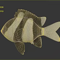 Black and white striped aquatic fish with fins tail and 3D model on gray gradient background