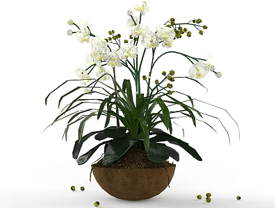 Garden Decor Featuring White Orchids in Coconut Shell Pot with Green Leaves and Scattered Seeds 3d model