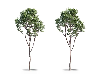Two Healthy Arbor Trees With Lush Green Leaves And Straight Trunks 3d model