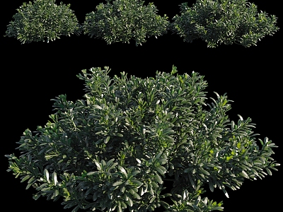 Bushes 3d model