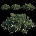 Bushes 3d model