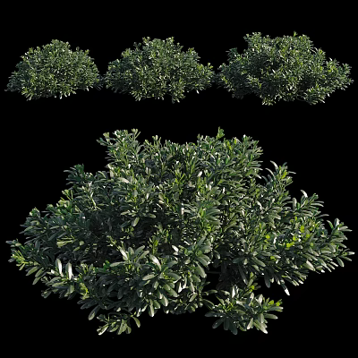 Dense Evergreen Shrubs With Lush Green Foliage In Multiple 3D Views 3d model