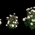 Beautiful Pink And White Blooming Flowers With Lush Green Leaves In Garden