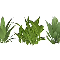 Green Leafy Indoor Plants With Broad Leaves For Home Interior Decor