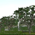Municipal Road Landscaping With Trees Bearing Pink Flowers And Green Lawn