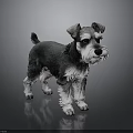 Black and White Schnauzer Dog Standing on Reflective Floor with Gray Background