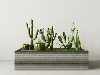 Modern Flower Box Cactus 3d model