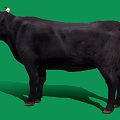 Full View Black Bull With Curved Horns Standing On Green Background