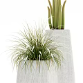 Variety of Bonsai Potted Plants With Concrete Planters and Grass Bamboo Shrub