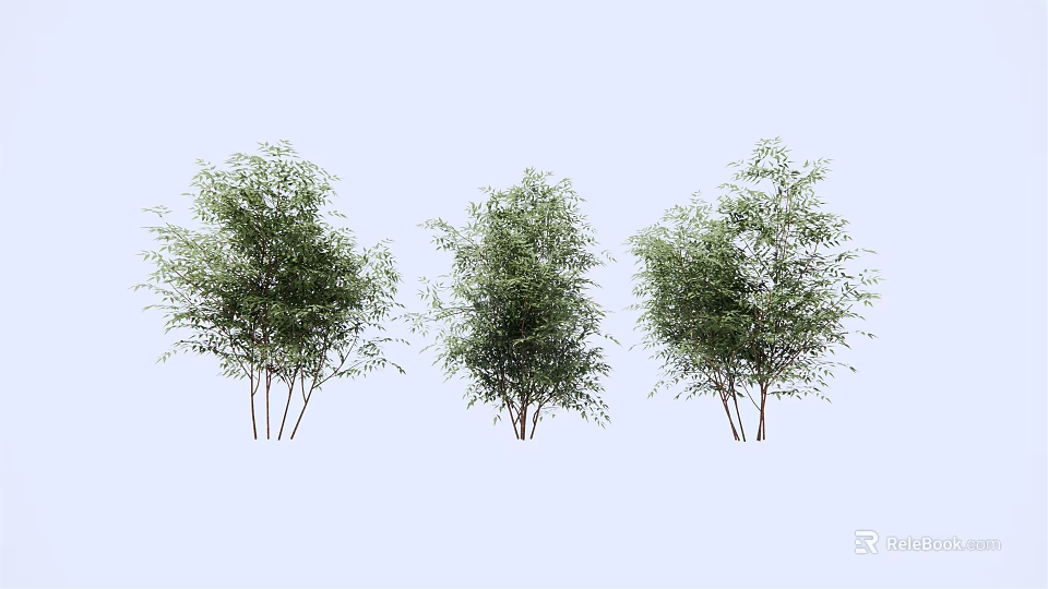 Three Bamboo Plants With Green Leaves And Tall Stems In Natural View 3d model 