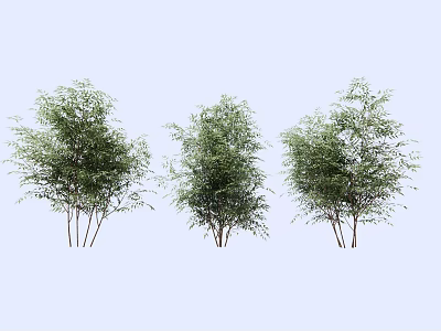 Three Bamboo Plants With Green Leaves And Tall Stems In Natural View 3d model