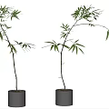 Two Bamboo Bonsai Potted Plants With Black Ceramic Pots On White Background 3d model