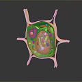 Detailed 3D Model of Cell Organelles with Cilia Structure and Membrane Components