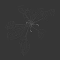 Green Leafy Plant With Long Stems And Spike Like Flowers On Black Background